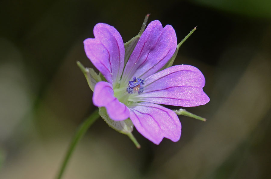 Geranium columbinum / Geranio colombino